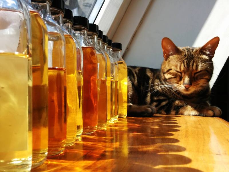 Whisky_cat